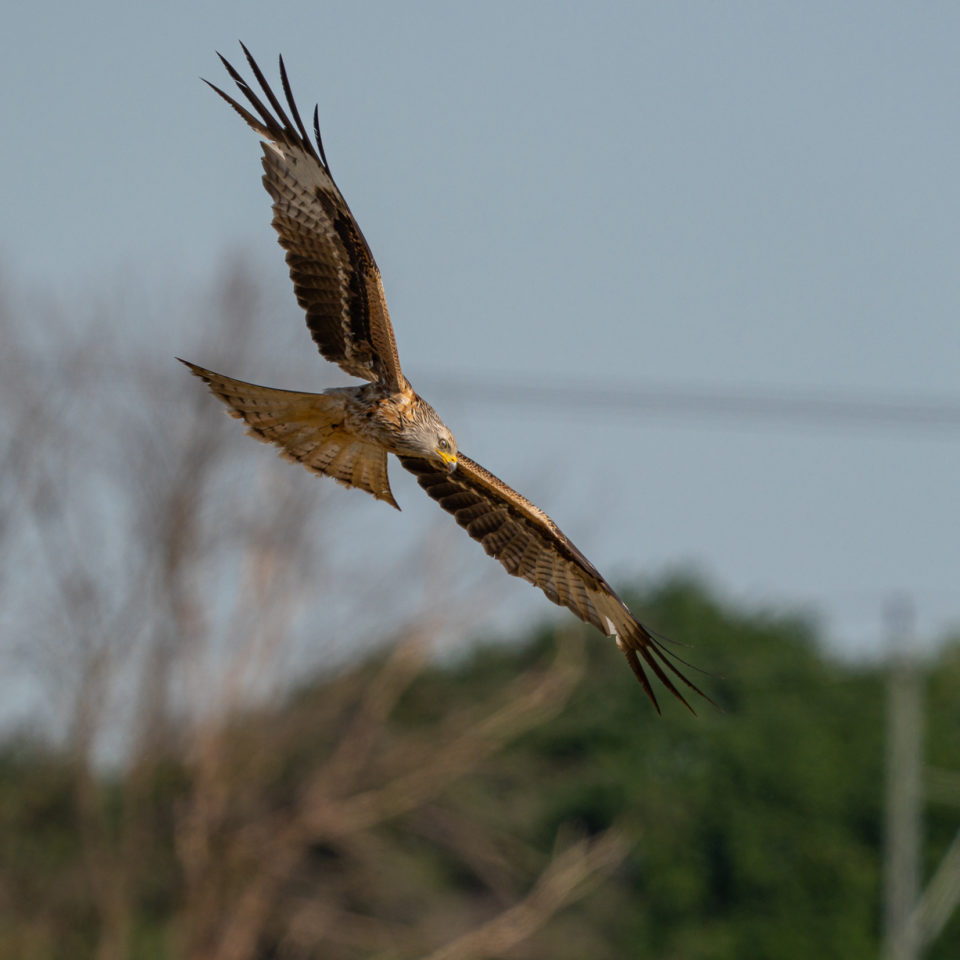 Juni 2022 – Greifvögel
