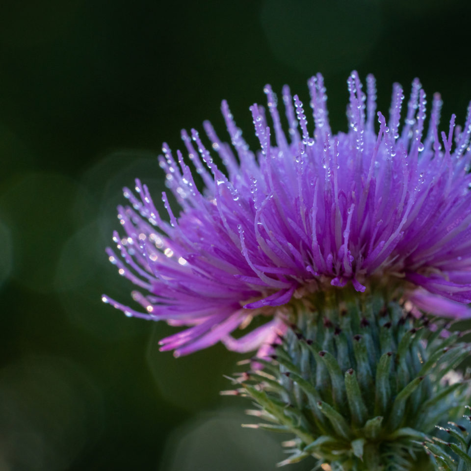 Juli 2022 – Kleine Welt ganz Groß