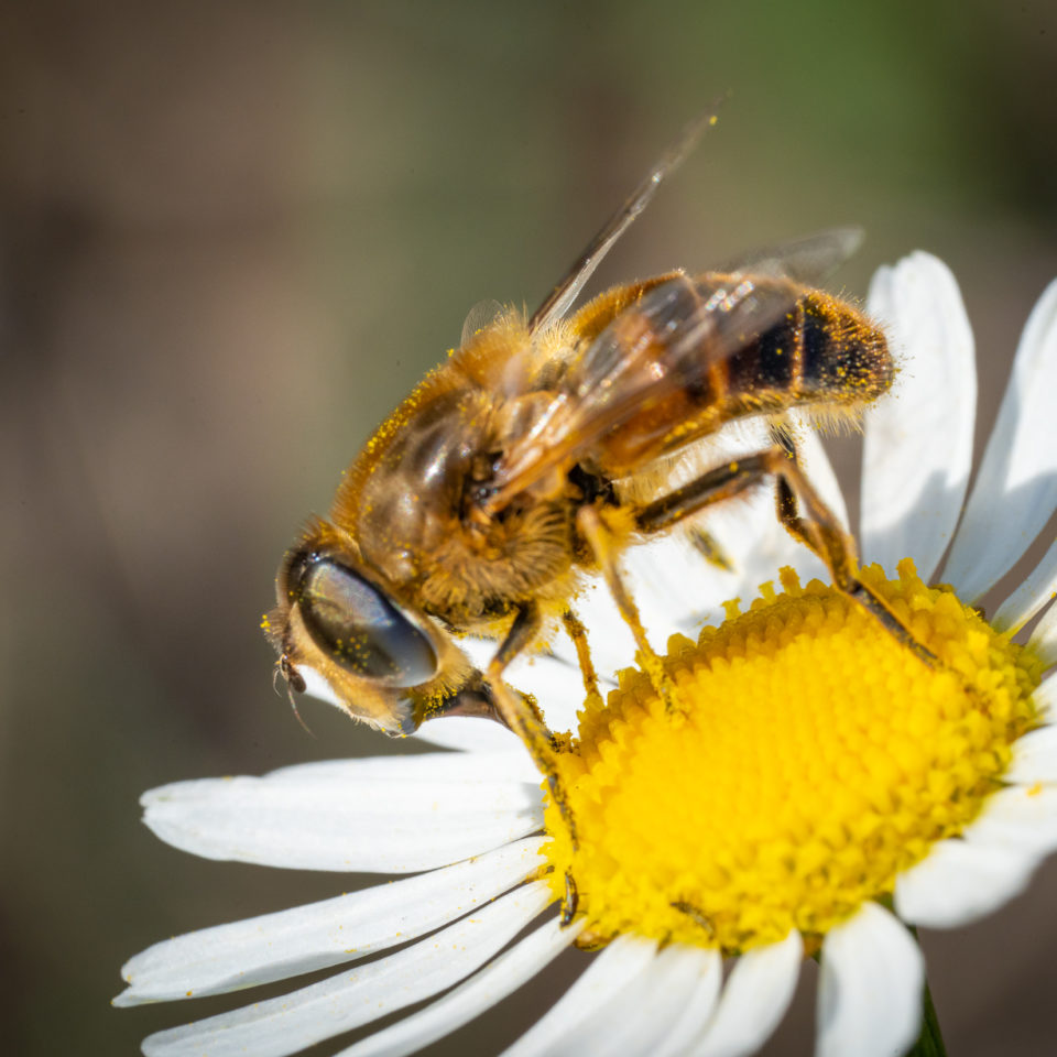 Juli 2022 – Makrowelt vor der Haustür