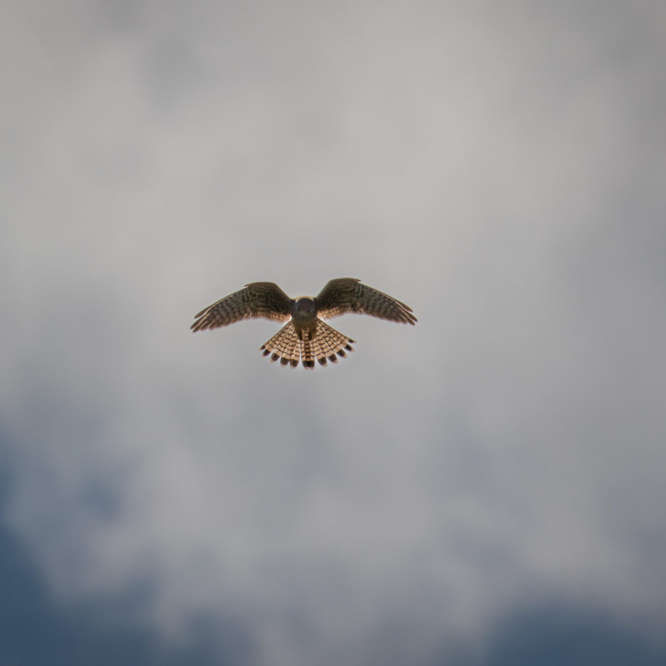 August 2022 – Eine kleine Vogelrunde