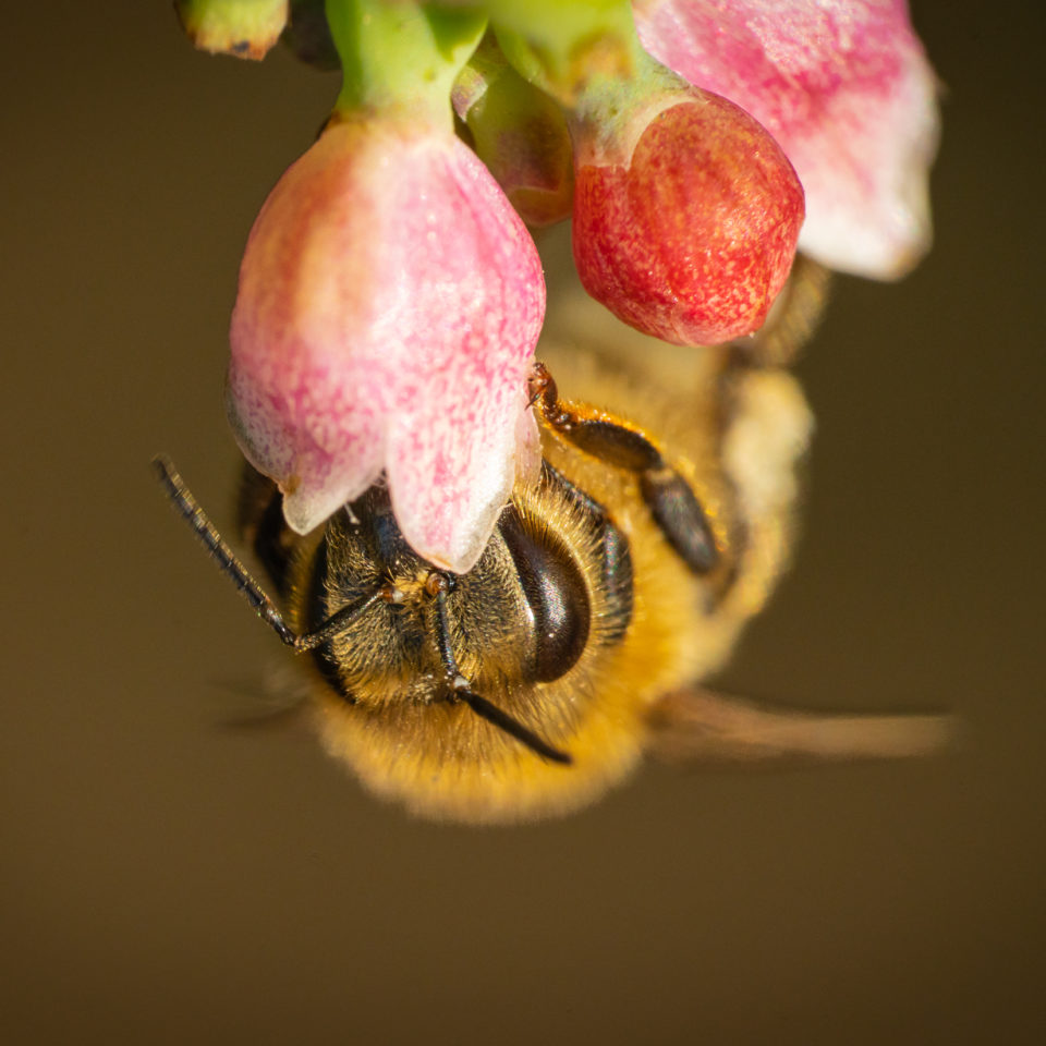 August 2022 – Makrotour am Morgen