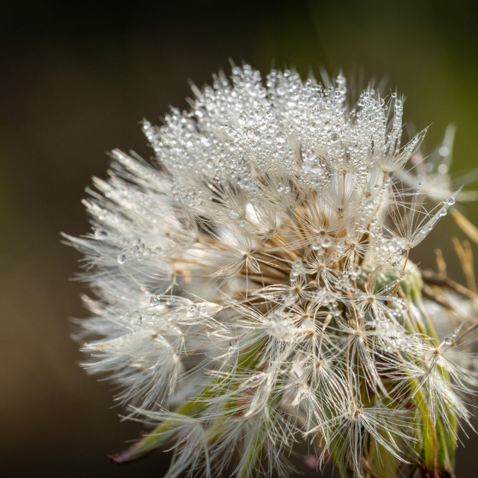 August 2022 – Makrovlog