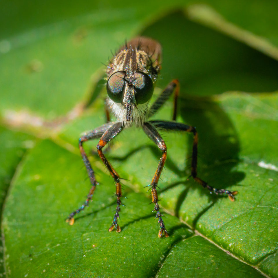 August 2022 – Makrofotografie im Wald