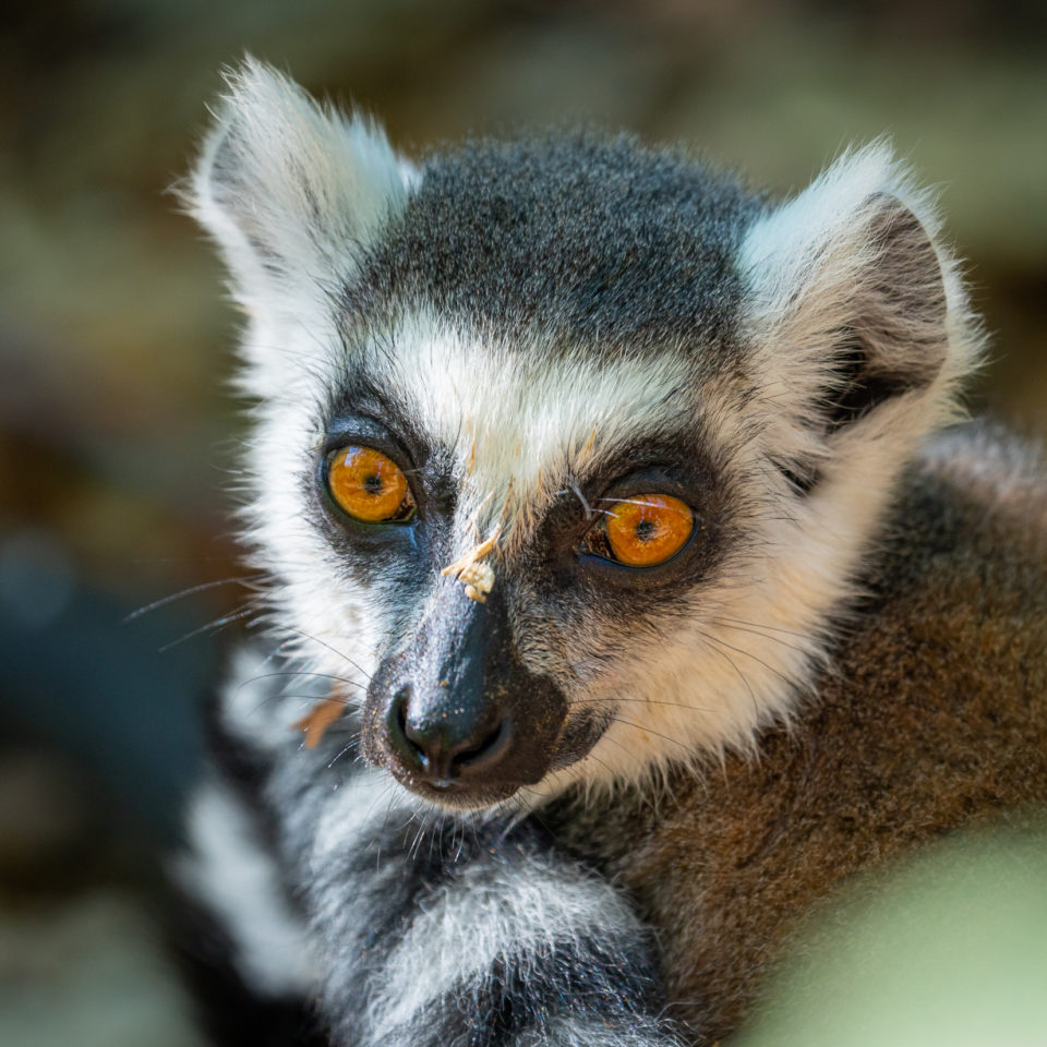 September 2022 – Affenwald Straussberg