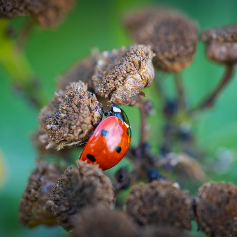 September 2022 – Makrorunde auf der Halbinsel