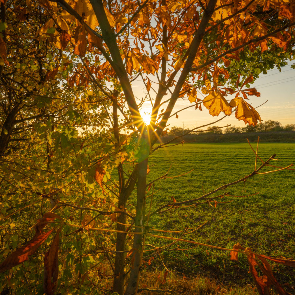 Oktober 2022 – Herbstbilder mit dem SEL11F18
