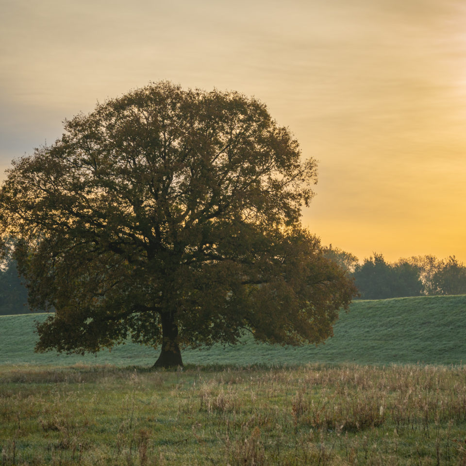 Oktober 2022 – Ein einsamer Baum