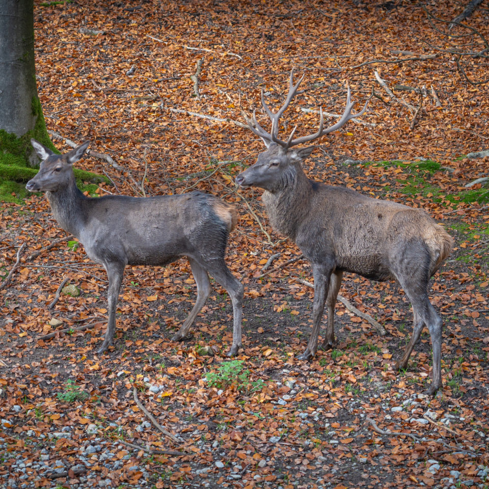 Oktober 2022 – Baumwipfelpfad Steigerwald