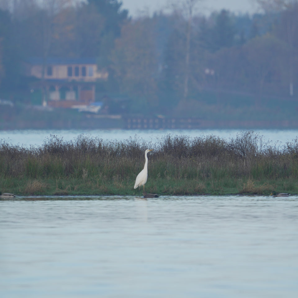 November 2022 – Vögel am Stausee