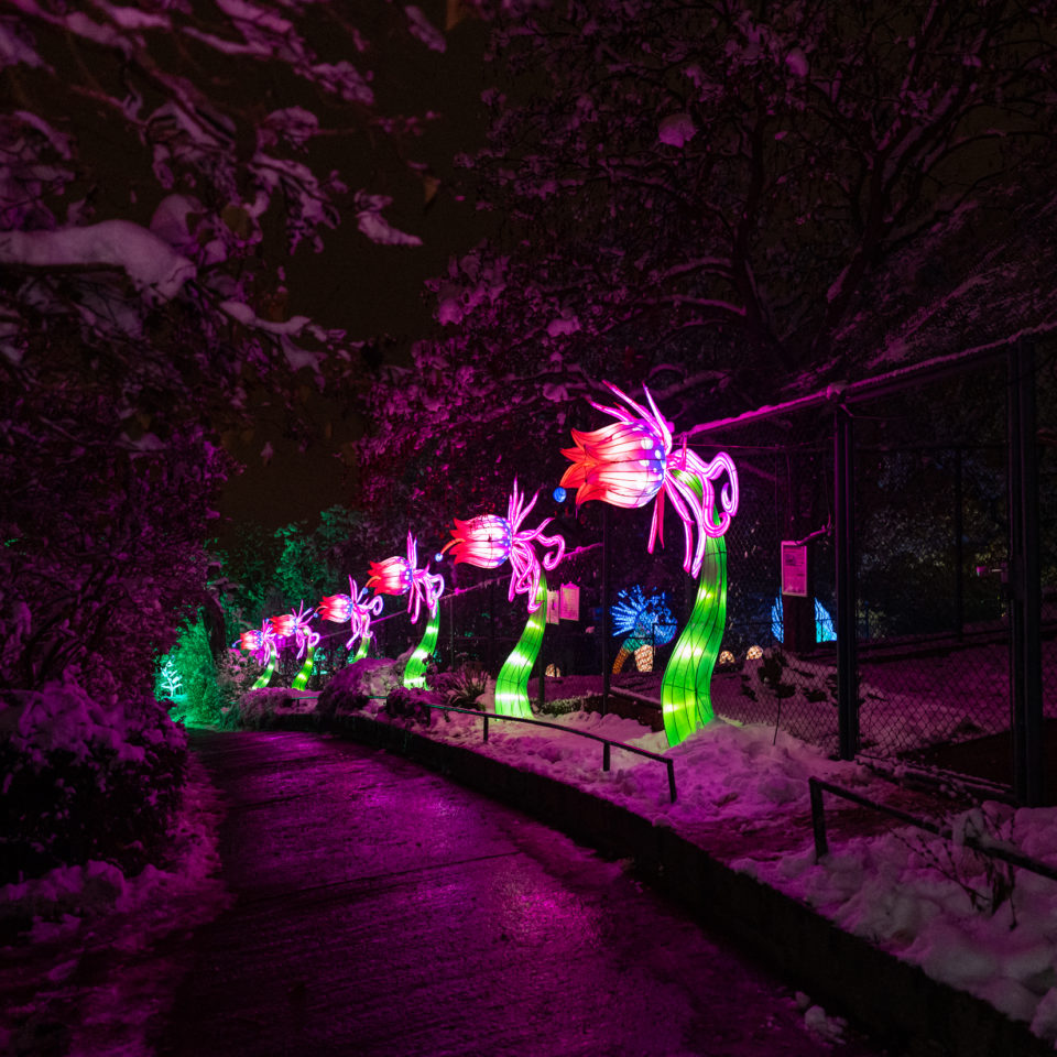 Dezember 2022 – Magische Lichterwelten