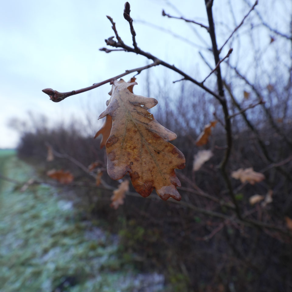 Dezember 2022 – Graue Makrorunde