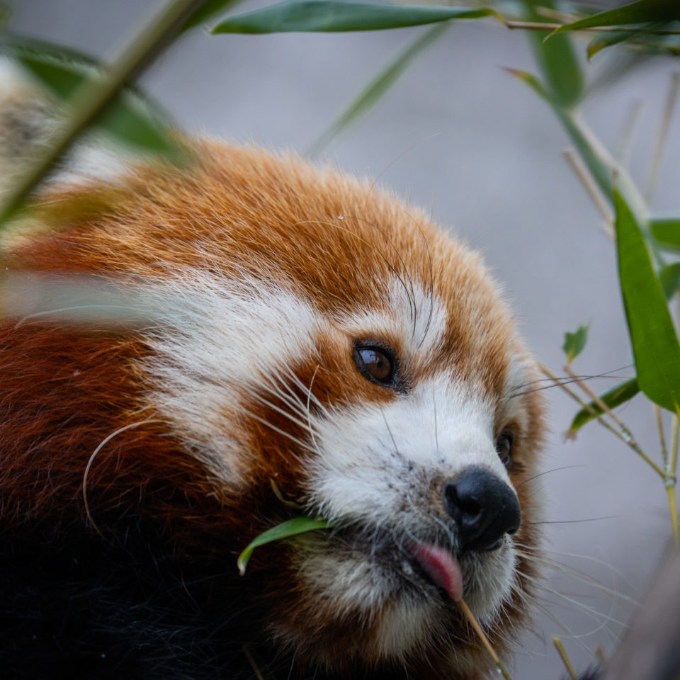 Dezember 2022 – Tierpark Berlin