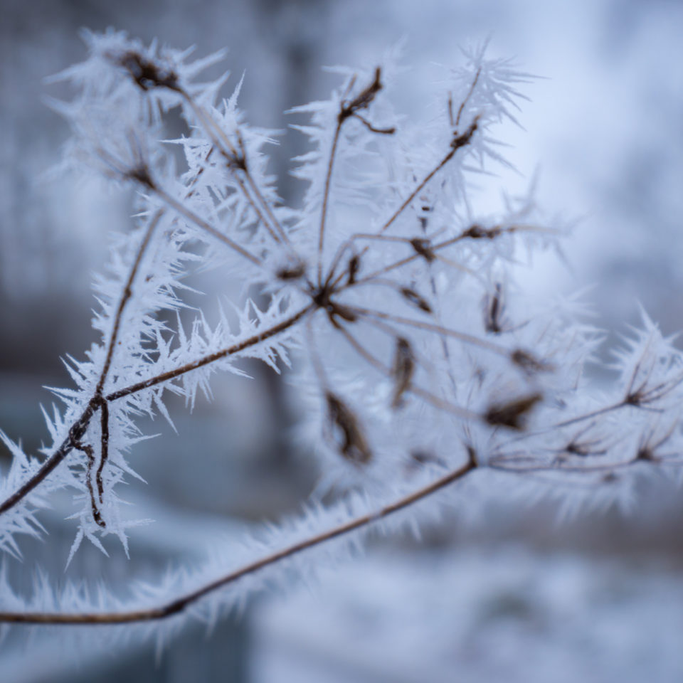 Dezember 2022 – Eine kleine Winterrunde