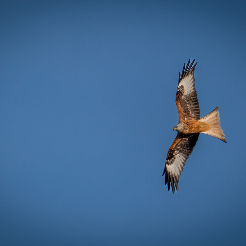 Dezember 2022 – Kleine Tour über die Muldewiesen