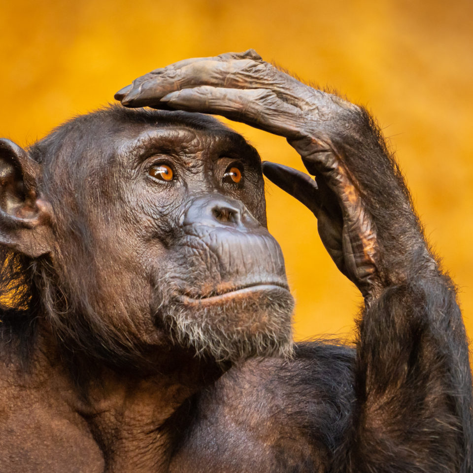 Januar 2023 – Neujahr – Zoo Leipzig