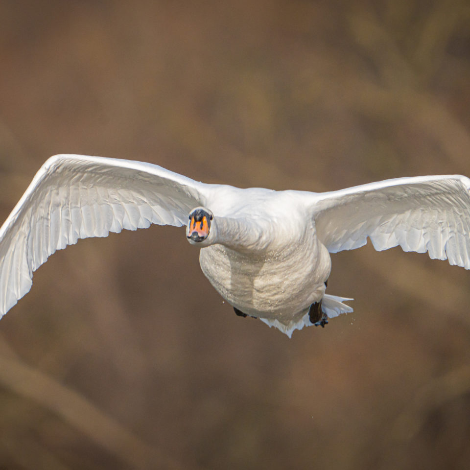 Januar 2023 – Morgentour mit Tele-Konverter