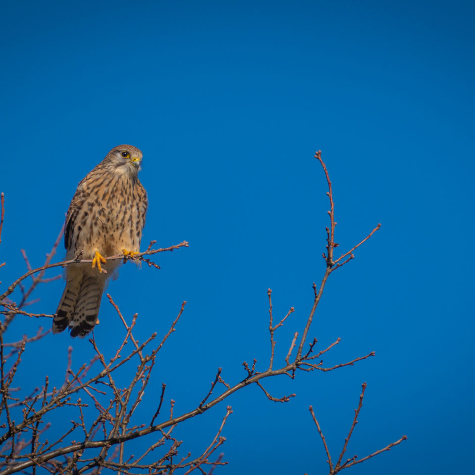 Februar 2023 – Vogelrunde mit Konverter