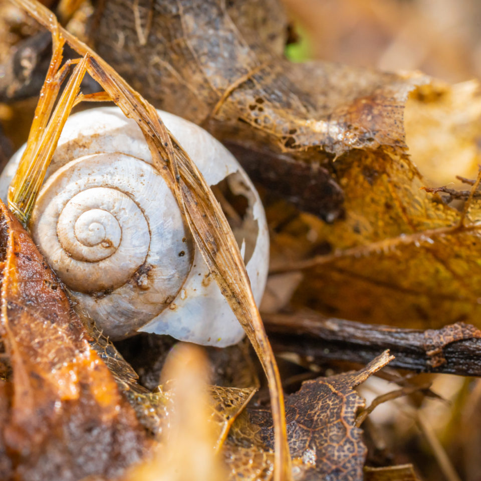 Februar 2023 – Makro im grauen Wald