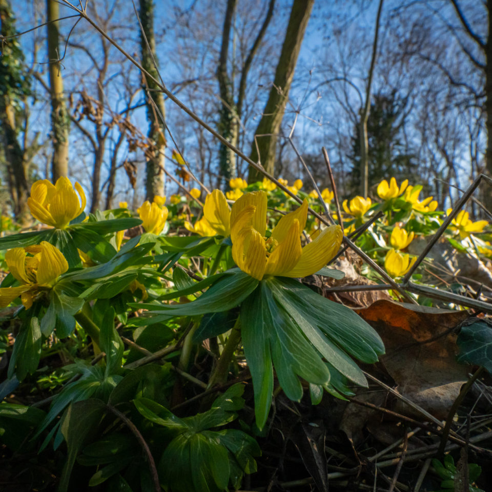 März 2023 – Winterlinge in Ostrau