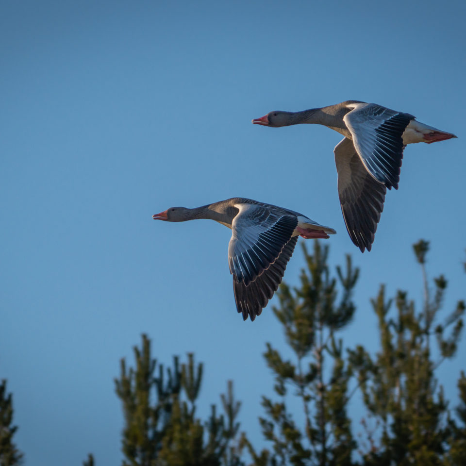 März 2023 – Wildlife Halbinsel Pouch
