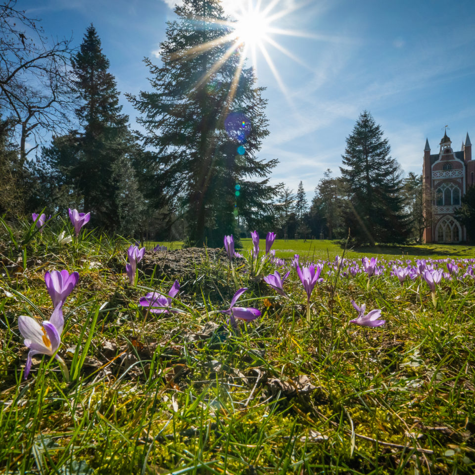 März 2023 – Krokusblüte im Wörlitzer Park