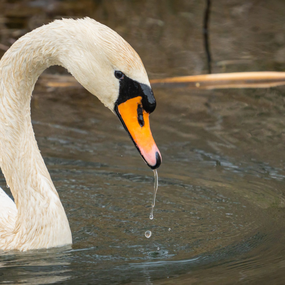 März 2023 – Vögel Fotografieren