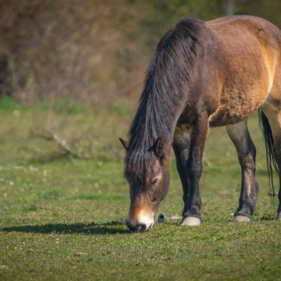 April 2023 – Goitzschewildnis