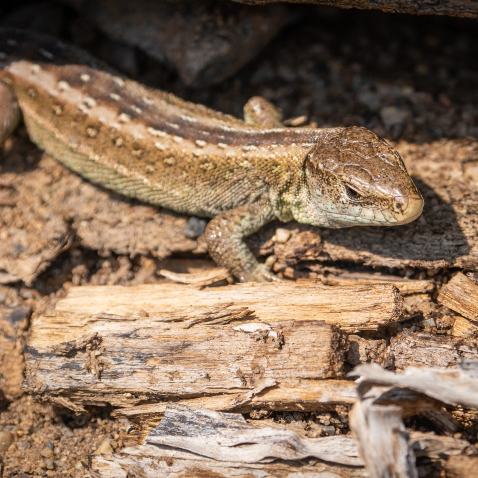 April 2023 – Goitzschewildnis II