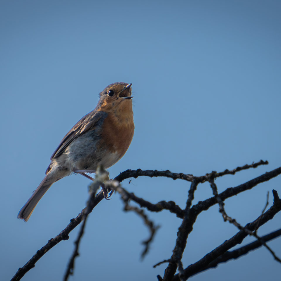 April 2023 – Sunrise & Wildlife