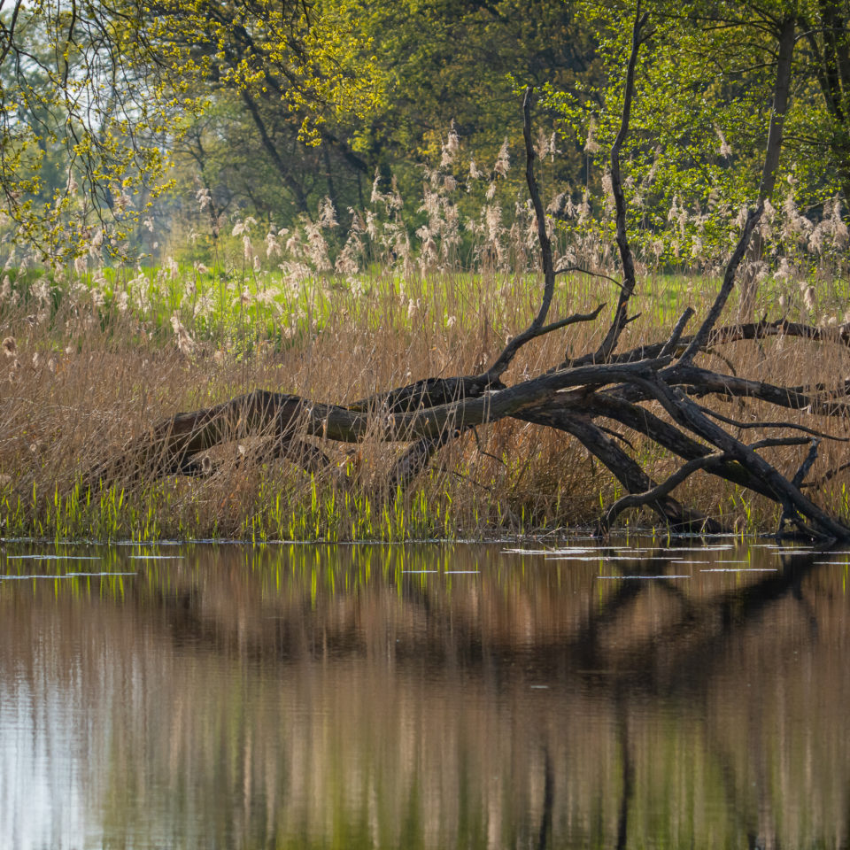 April 2023 – Frühling am Weiher