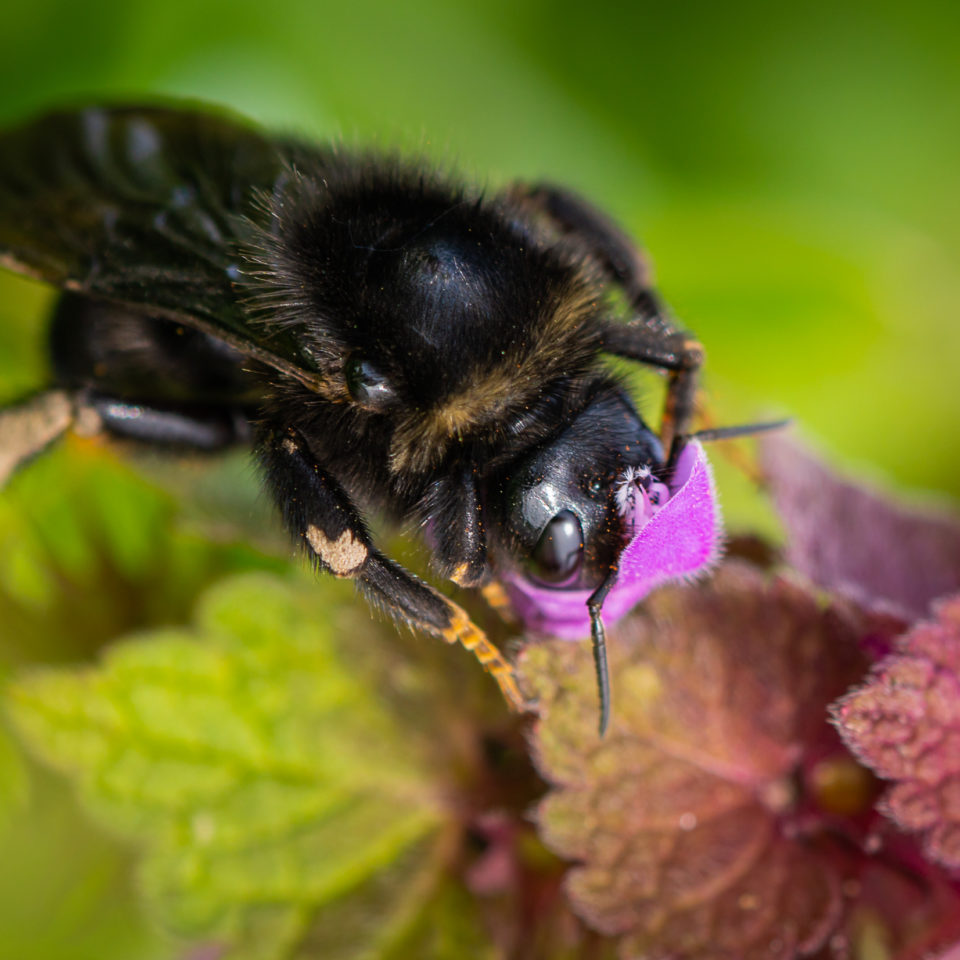Mai 2023 – Fotorunde in den Muldewiesen