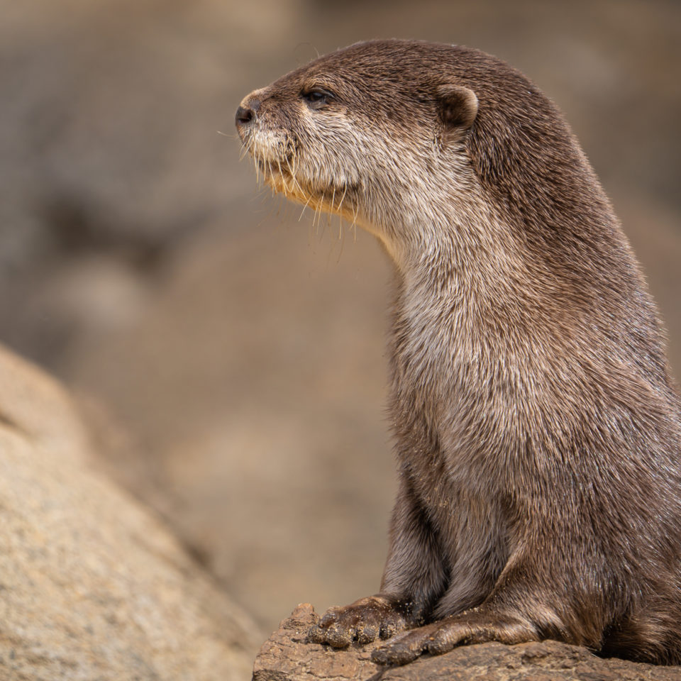 Mai 2023 – Wildpark Schwarze Berge