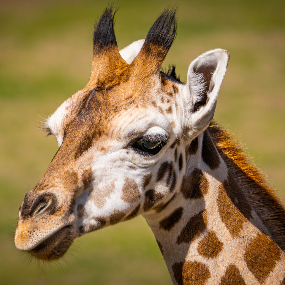 Mai 2023 – Zoo Leipzig