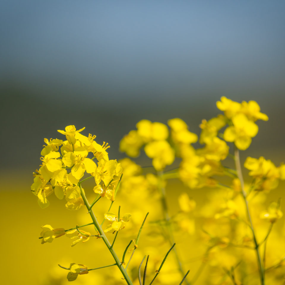 Mai 2023 – Rapsblüte im Mai