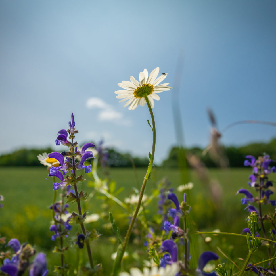 Mai 2023 – Unterwegs am Wegesrand