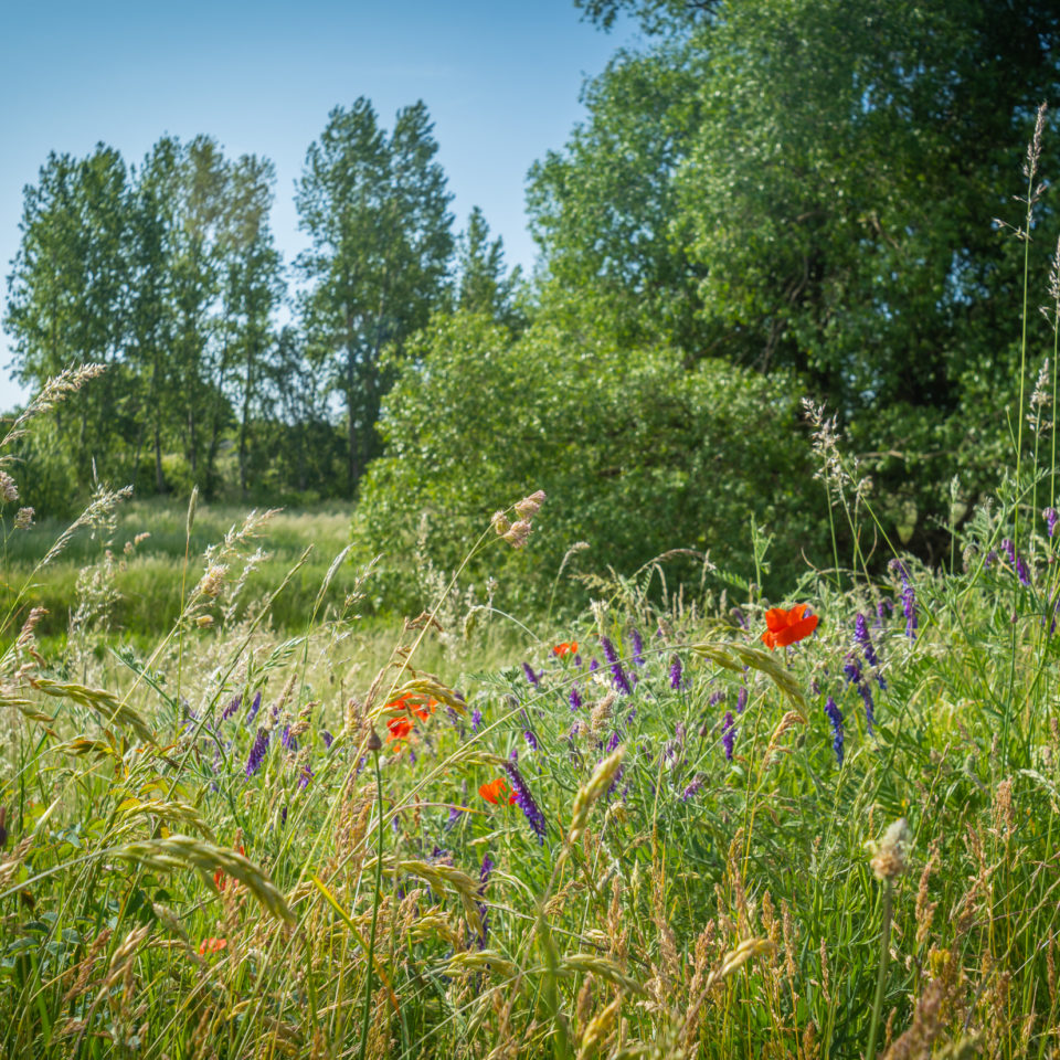 Mai 2023 – Retrowalk und Makro