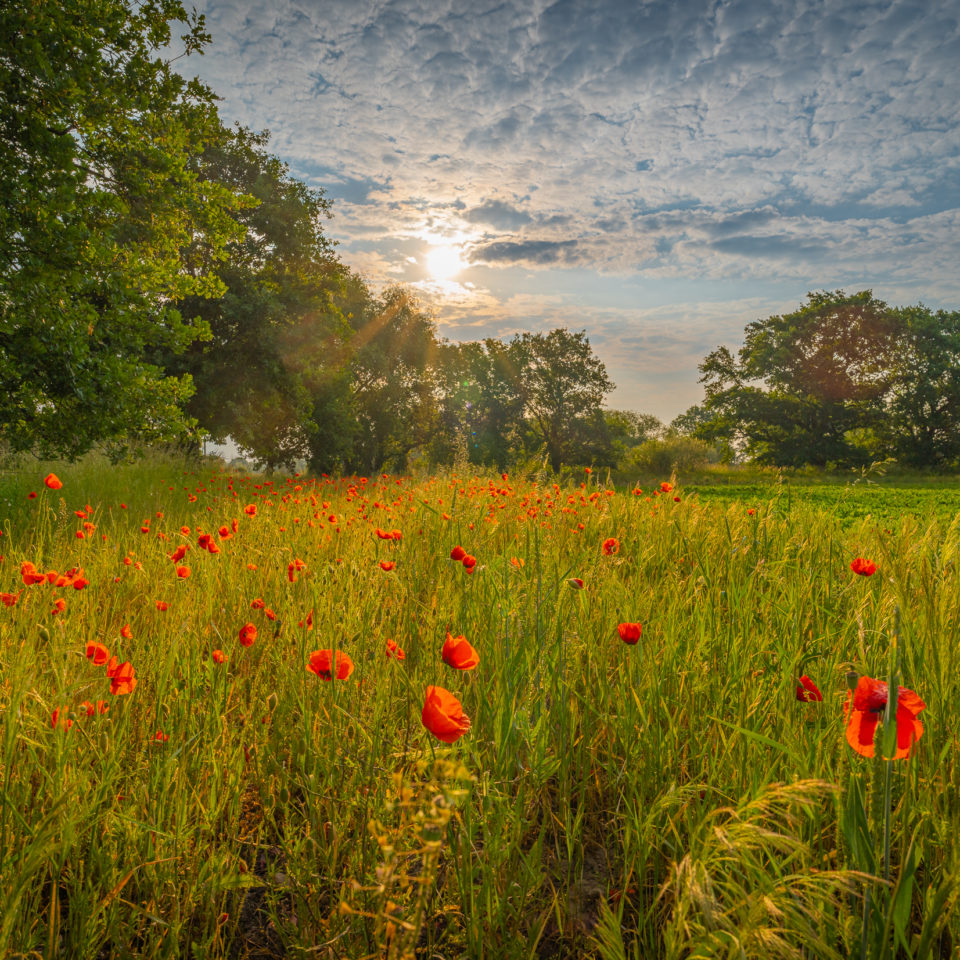 Juni 2023 – Die Natur im Frühsommer