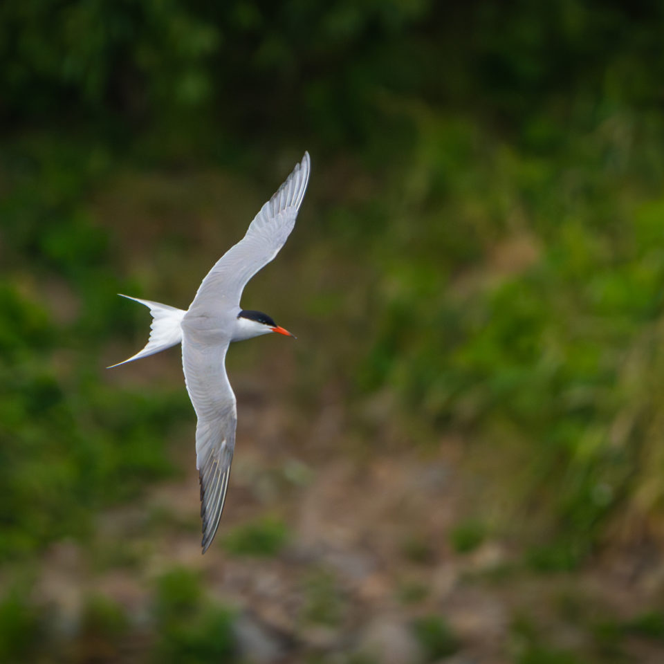 Juni 2023 – Zur Flussseeschwalbe