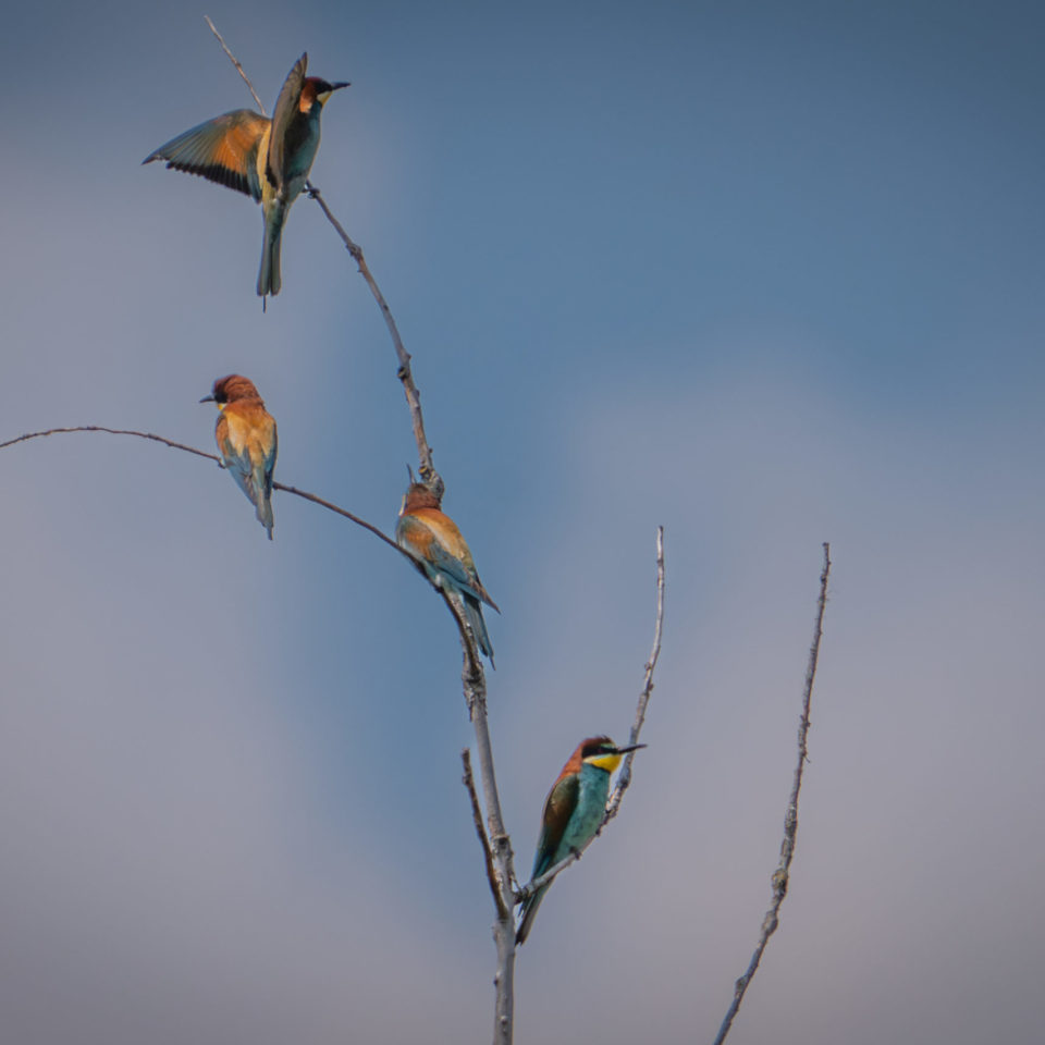 Juni 2023 – Bienenfresser am Geiseltalsee