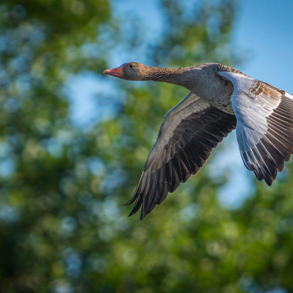 Juli 2023 – Wildlife am Morgen