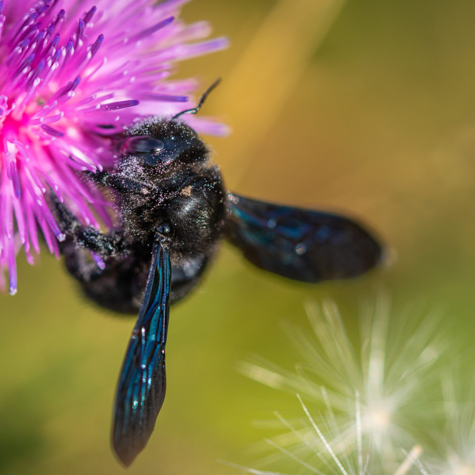 Juli 2023 – Kleine Makrorunde