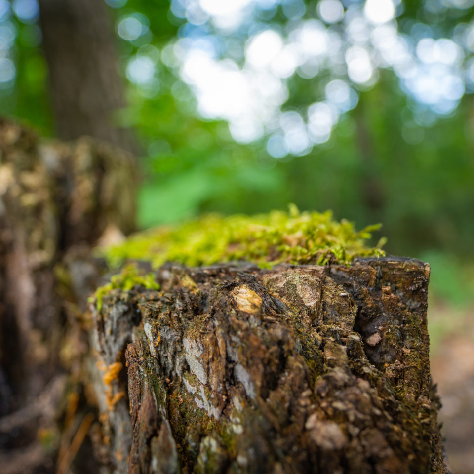 August 2023 – Waldspaziergang