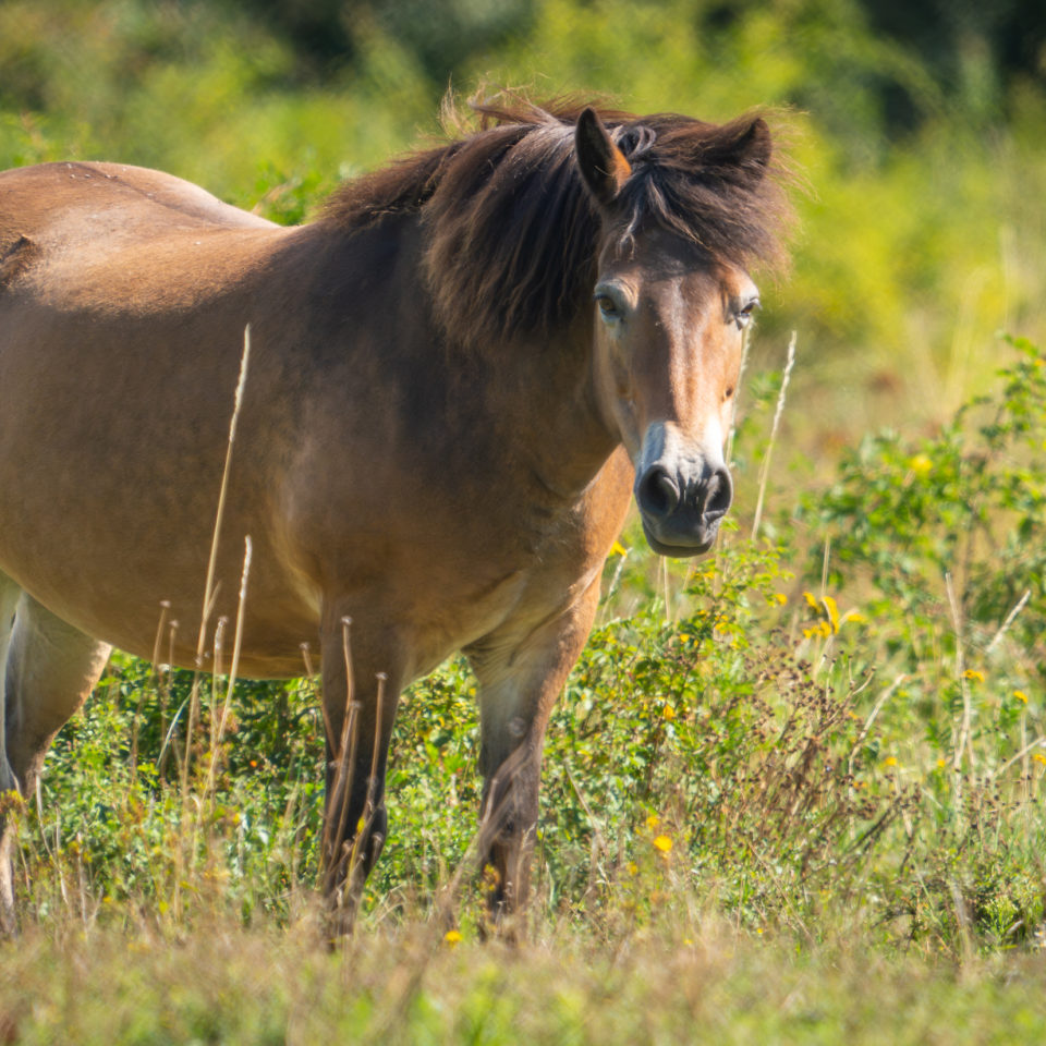 August 2023 – Goitzsche-Wildnis