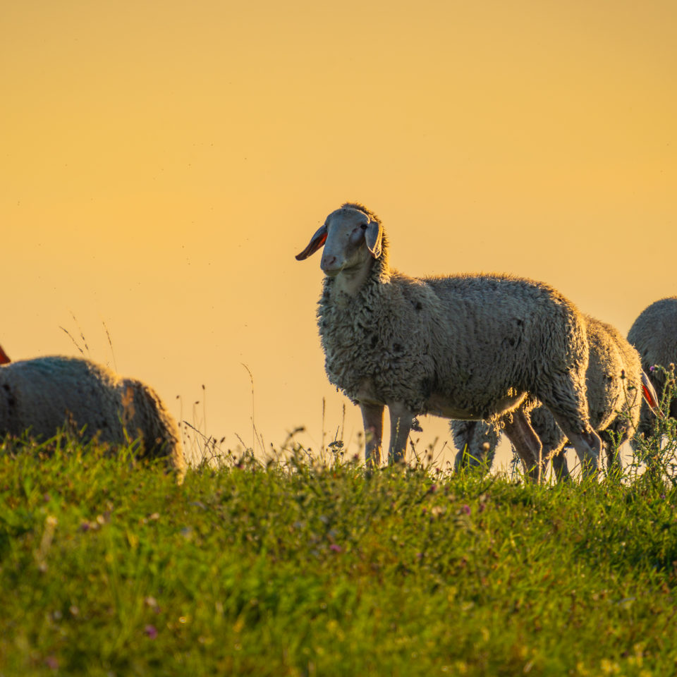September 2023 – Morgens in den Muldewiesen