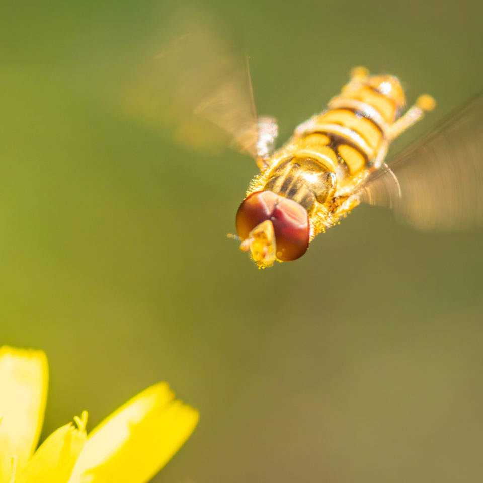 Oktober 2023 – SEL70200 G2 Macro