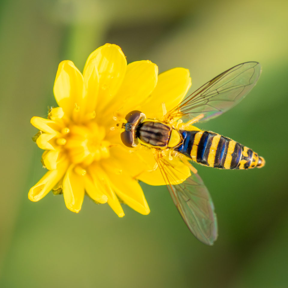 Oktober 2023 – SEL70200F4 GII Macro