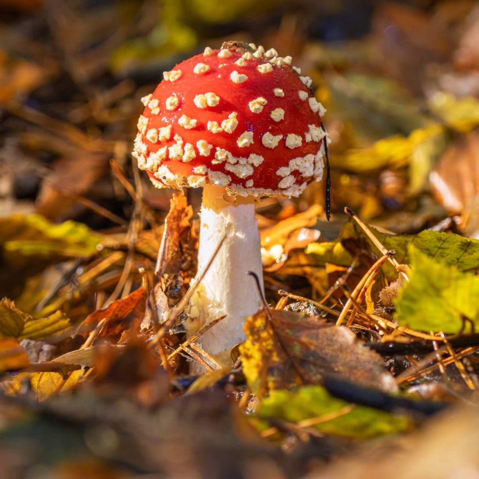 Oktober 2023 – Pilze Fotografieren