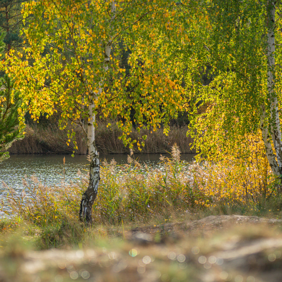 Oktober 2023 – Pilze am Blauen See