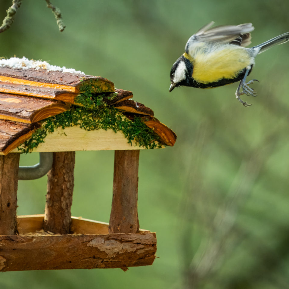 November 2023 – Am Vogelhaus I