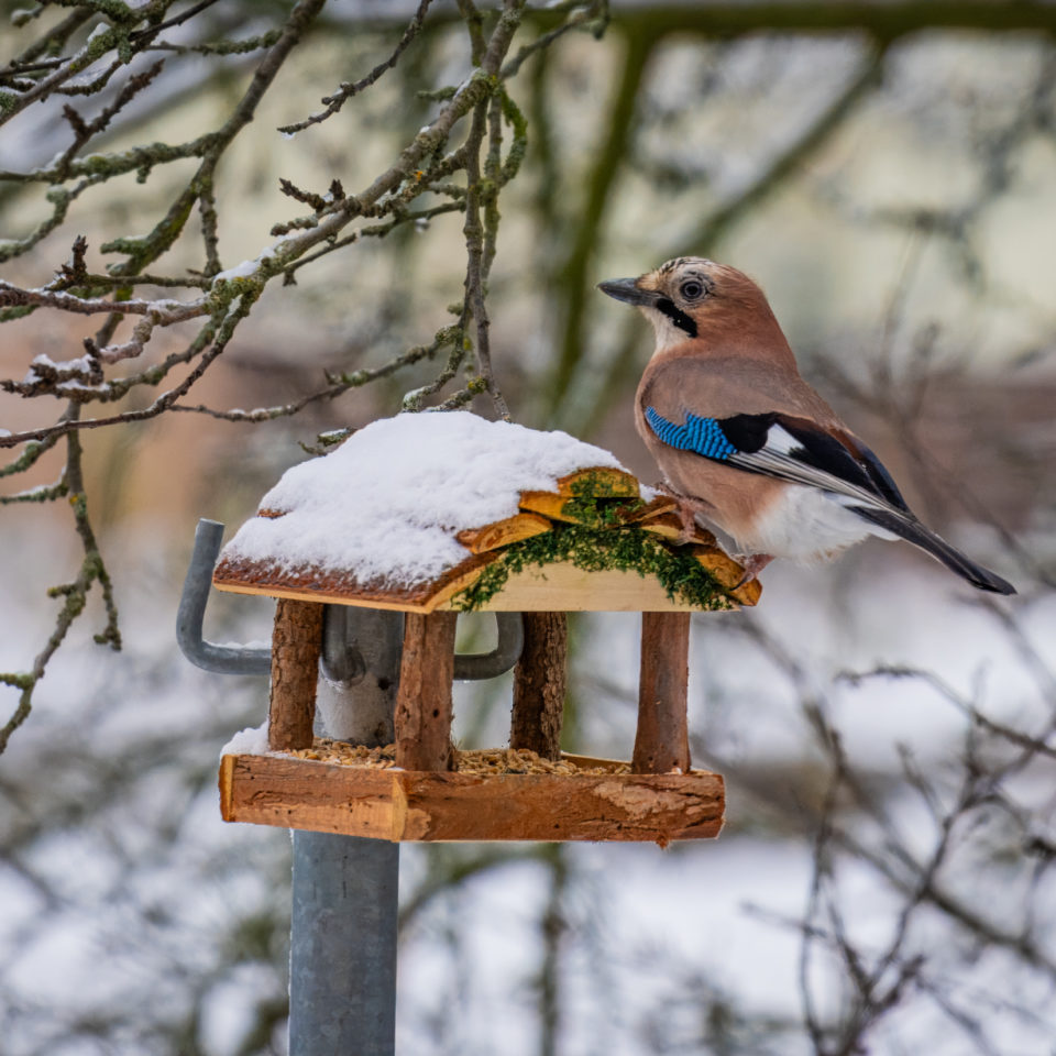 Dezember 2023 – Am Vogelhaus